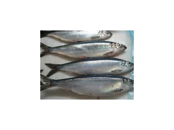 Herring - DAF
